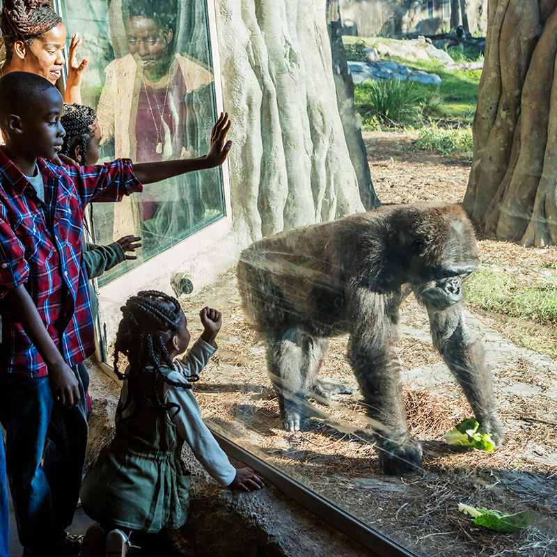 Family Visits at the Zoo