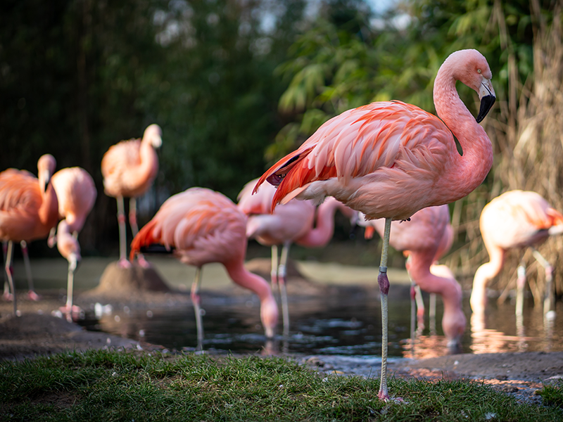 Flamingos Flamingos