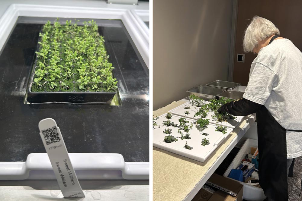 Hydroponic Garden