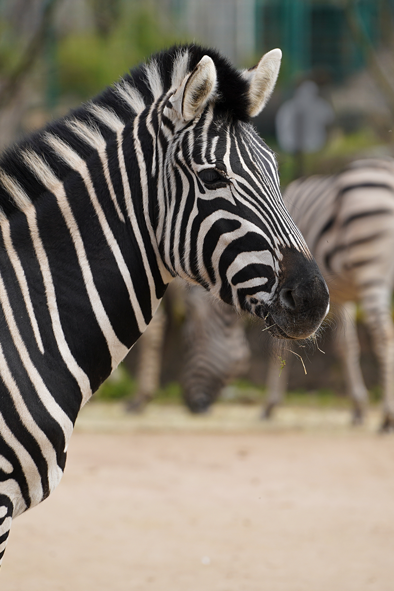 Zebra