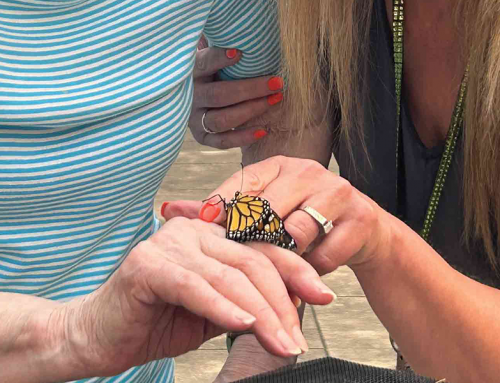 Butterfly Garden Opening and Release